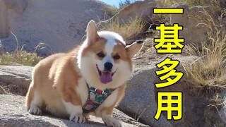 当你养了一只柯基，就等于拥有了...