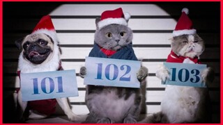 Cat Plays Piano For Homeless Dogs.