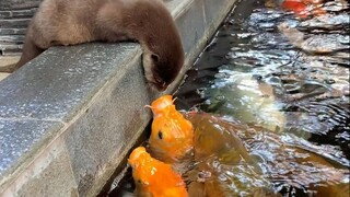 Curious Otter
