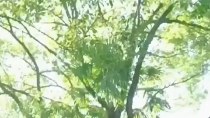 [ซีรี่สีจีน]เธอถูกวางยาเพื่อบังขับให้แต่งงานกับคนปัญญาอ่อน แต่เธอเข้าใจผิดว่าเขาคือสามี(เต็มเรื่อง)