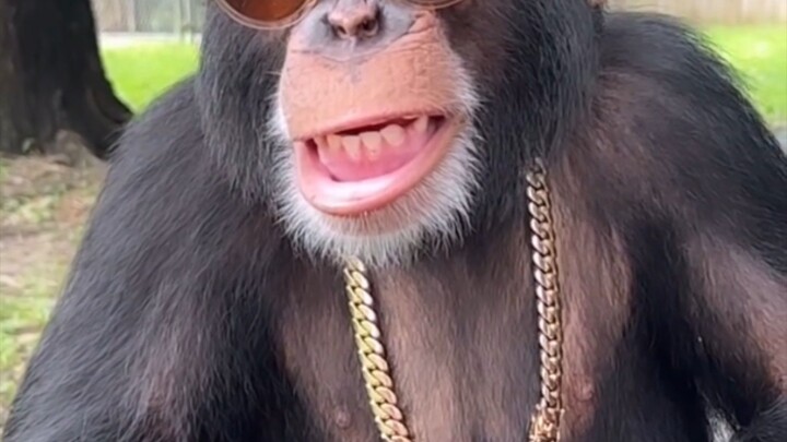monkey Don 🦍🦍🦍 Gorilla's fashion, look, style and tricks to impress a girl
