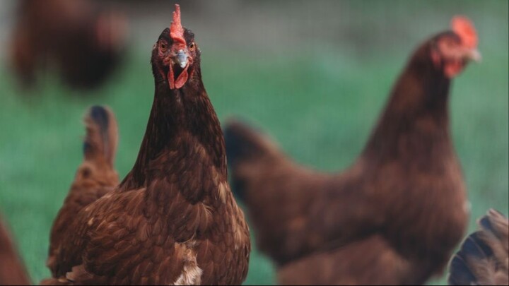 Chicken Tabetaka 06