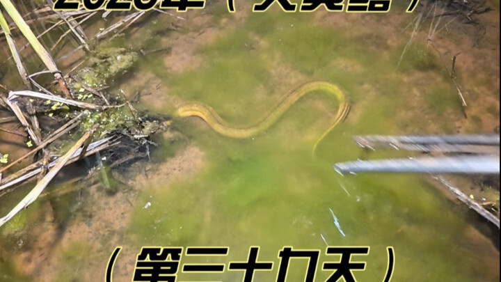 Today, 80% of the big yellow eels and peanuts & melon seeds are all ready!