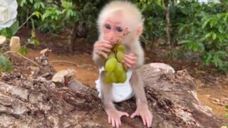 ลิงกินองุ่น#น่ารัก #สัตว์ #สนุก