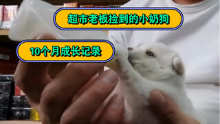 Here comes the 10-month growth record of the puppy that the supermarket owner found in the trash can
