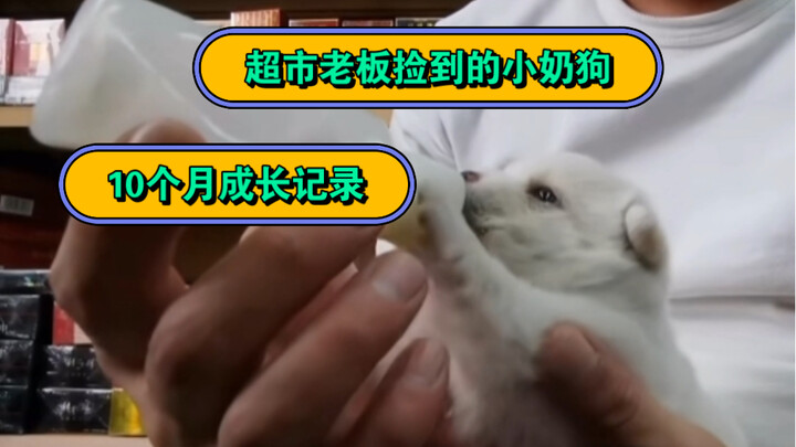 Here comes the 10-month growth record of the puppy that the supermarket owner found in the trash can