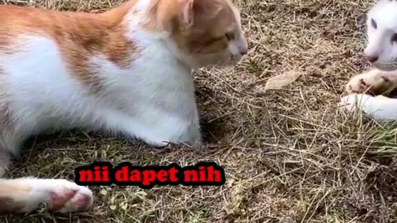 cat_cute
