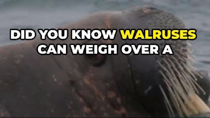 Walrus: The Tusked Titan of the Arctic