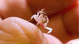 The orchid mantis that even mosquitoes can't beat