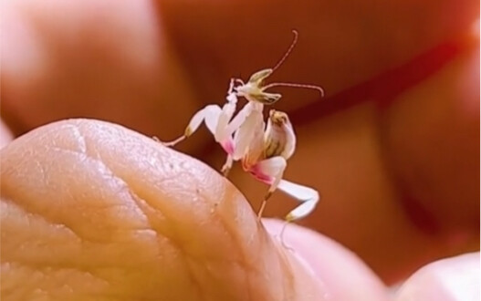 The orchid mantis that even mosquitoes can't beat