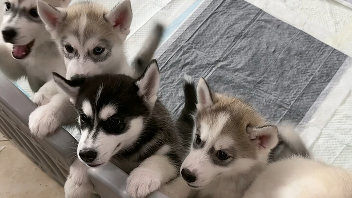 หมาฮัสกี้โง่จนพูดอะไรไม่ออก