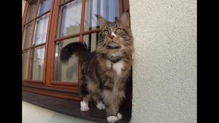 Maine Coon Cat The Prettiest Cat EVER 4K