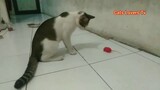 kucing Vs Tikus Merah