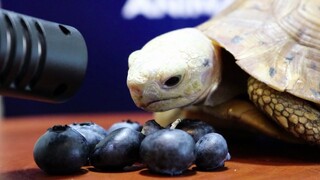 Turtle Eating Blueberries