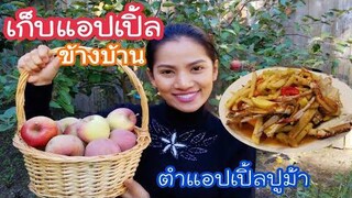 เก็บแอปเปิ้ลข้างบ้าน กินตำแอปเปิ้ลปูม้า/ชีวิตในอเมริกา/เมียฝรั่ง