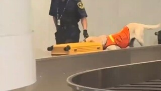 女生过海关箱子被搜查犬盯上，打开一看满满一箱子零食