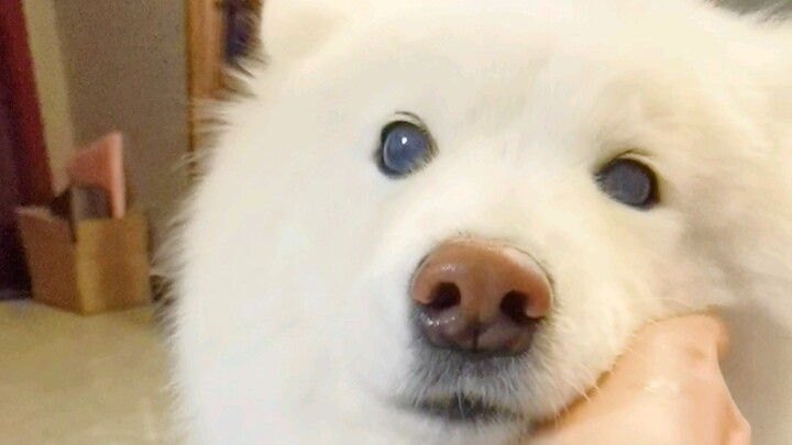 Bác sĩ bảo nó ngoan thế là vì sợ sau khi bị mù, tôi sẽ không còn yêu nó nữa.