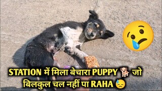 The Dark Reality Behind the Adorable Puppy😢 | Vlog 332