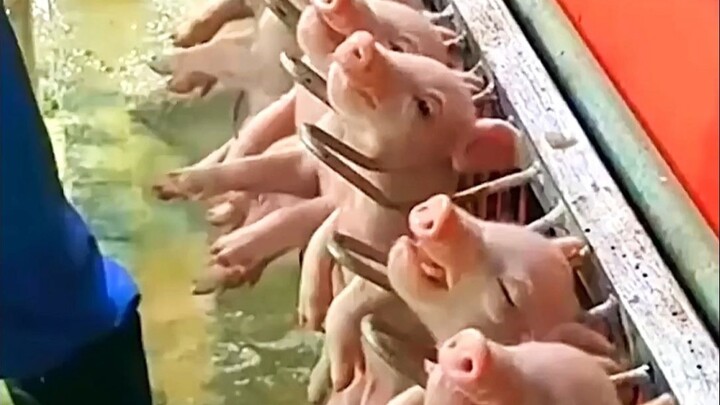 Ingenious Farm Machinery Inventions That Are Super Practical!