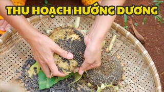 Cuối Cùng Chị Đã Được Thu Hoạch Hạt Hướng Dương 🌻