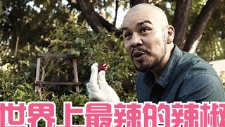 孤星：世界上最辣的魔鬼辣椒，舔一口胃就得穿孔