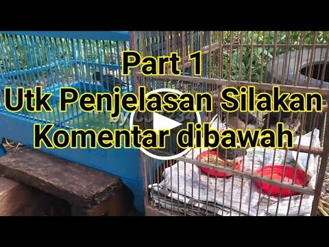 Cara Mengenalkan Mandi Keramba Untuk Trotol Murai Usia Dini@CJK234 Offical Bird Master