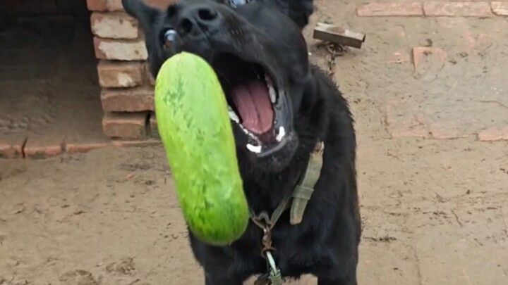 قنبلة يدوية الشمام