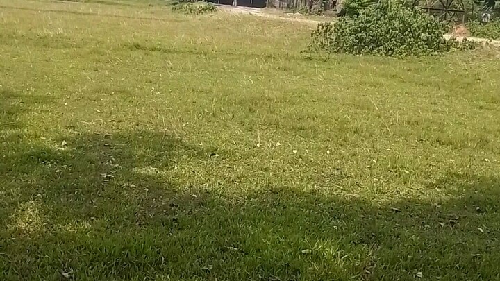 🌿 Beautiful Nature View | Green Field & Village Scenery 🇧🇩