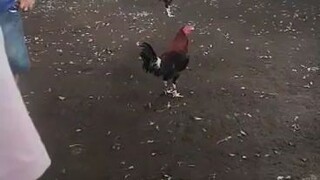 panalo na naman