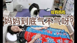 边牧能制造起床气，也能治愈起床气。