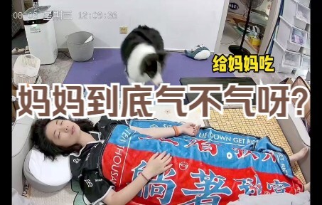 边牧能制造起床气，也能治愈起床气。