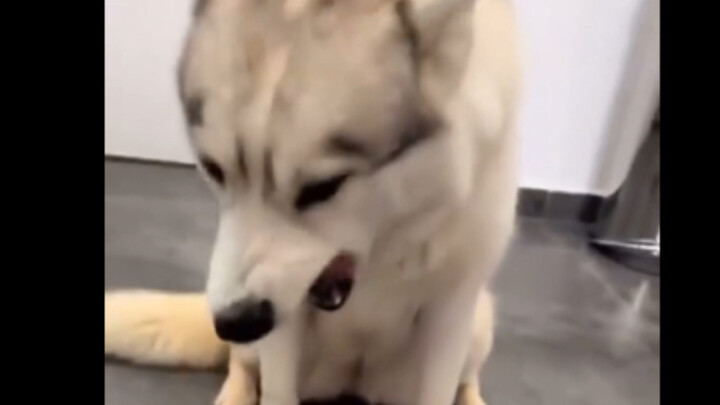How to Trick a Picky Dog Owner