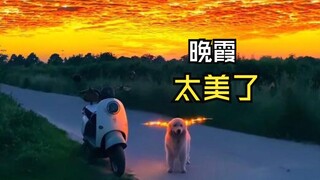 Those wonderful animal videos!