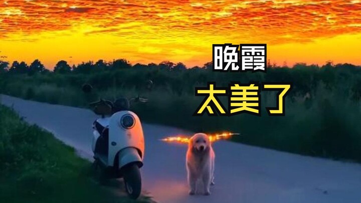 那些美好的动物视频！