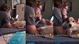 我的狗狗好像爱上了我老公🤣🤣
