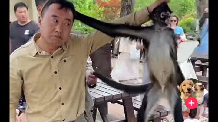 Paman Tiongkok yang viral di TikTok berhasil menaklukkan monyet di kawasan wisata hanya dalam sekeja