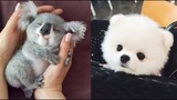 AWW SO CUTE! Cutest baby animals Videos Compilation Cute moment of the Animals - Cutest Animals #25