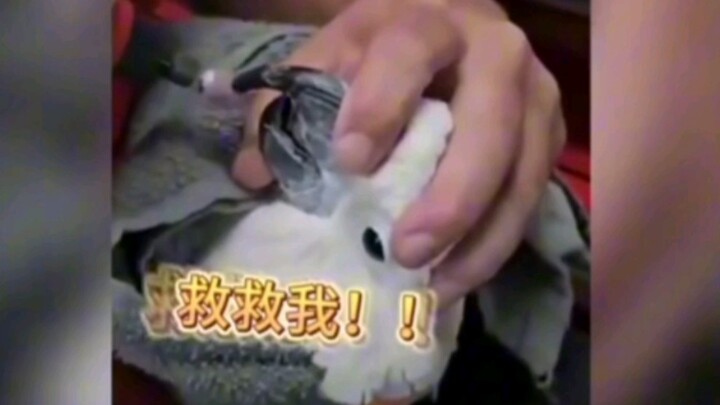 Parrot: Dude, are you trying to kill me?? #Parrot