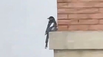 【Dubbing Hewan】Cucu sialan mana yang bilang musim semi udah datang?