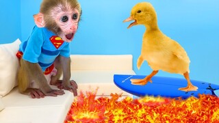 Monkey Baby Bon Bon eat watermelon with ducklings in the garden and shark swim in The Floor is Lava