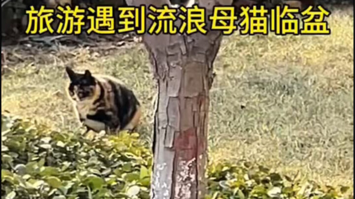 A stray mother cat whose water has broken