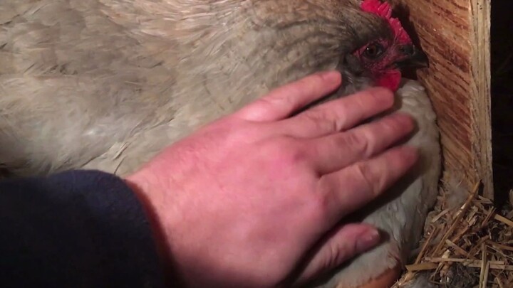 [Orpington Chicken] Late-night teasing of a lavender bantam hen incubating her eggs