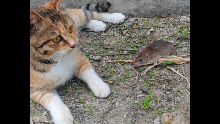 Why isn’t the mouse running?