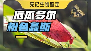 Belalang merah muda dari Ekuador, tarantula warna mawar emas, dan ular dengan mata kucing panjang