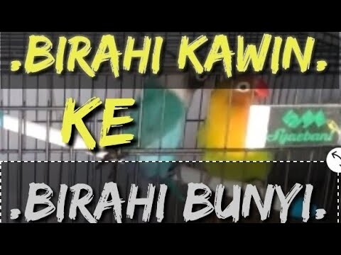 Love bird birahi ngekek atau bunyi .dari birahi kawin