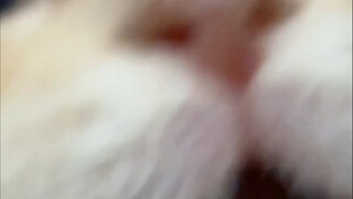 Very aggressive kitten