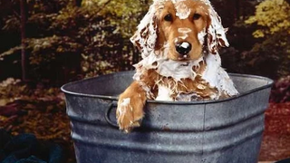 น้องหมาดื้อไม่อยากอาบน้ำ คลิปน้องหมาตลกๆ ขำๆ หนูไม่อยากอาบน้ำจ้า