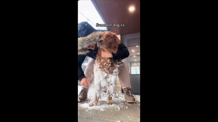 ลูกสุนัขไอซิงจำกัดฤดูหนาวมาแล้ว!