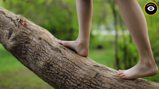 Nếu Bạn Thấy Loài Kiến Giả Danh Này, Hãy Cẩn Thận Vết Đốt Của Chúng #kienthuc