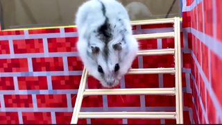 ภารกิจของหนูแฮมสเตอร์ EP 254